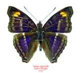 Doxocopa pavon (Peru)